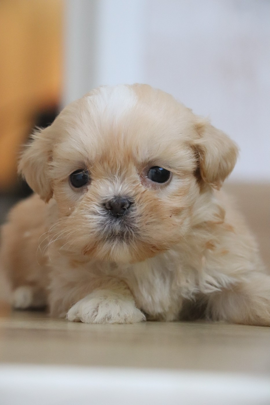 Der Lenn - Chiots disponibles - Lhassa Apso