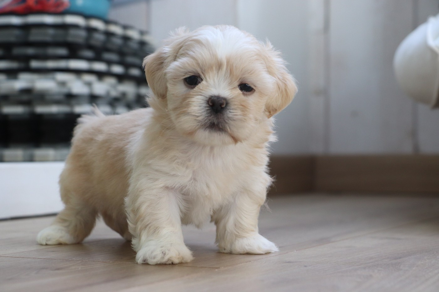 Der Lenn - Chiots disponibles - Lhassa Apso