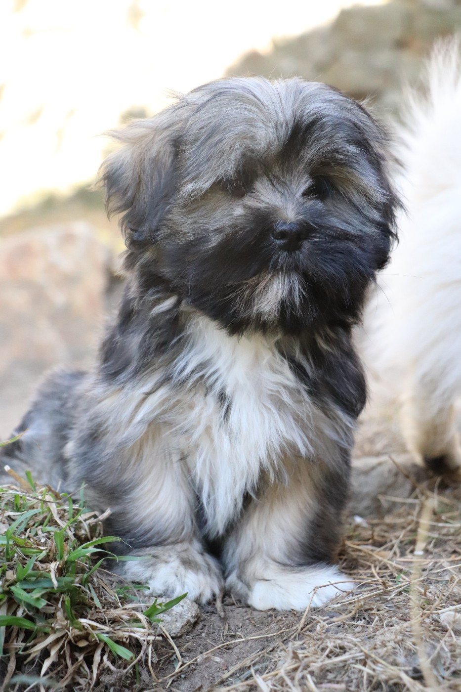 Der Lenn - Chiots disponibles - Lhassa Apso
