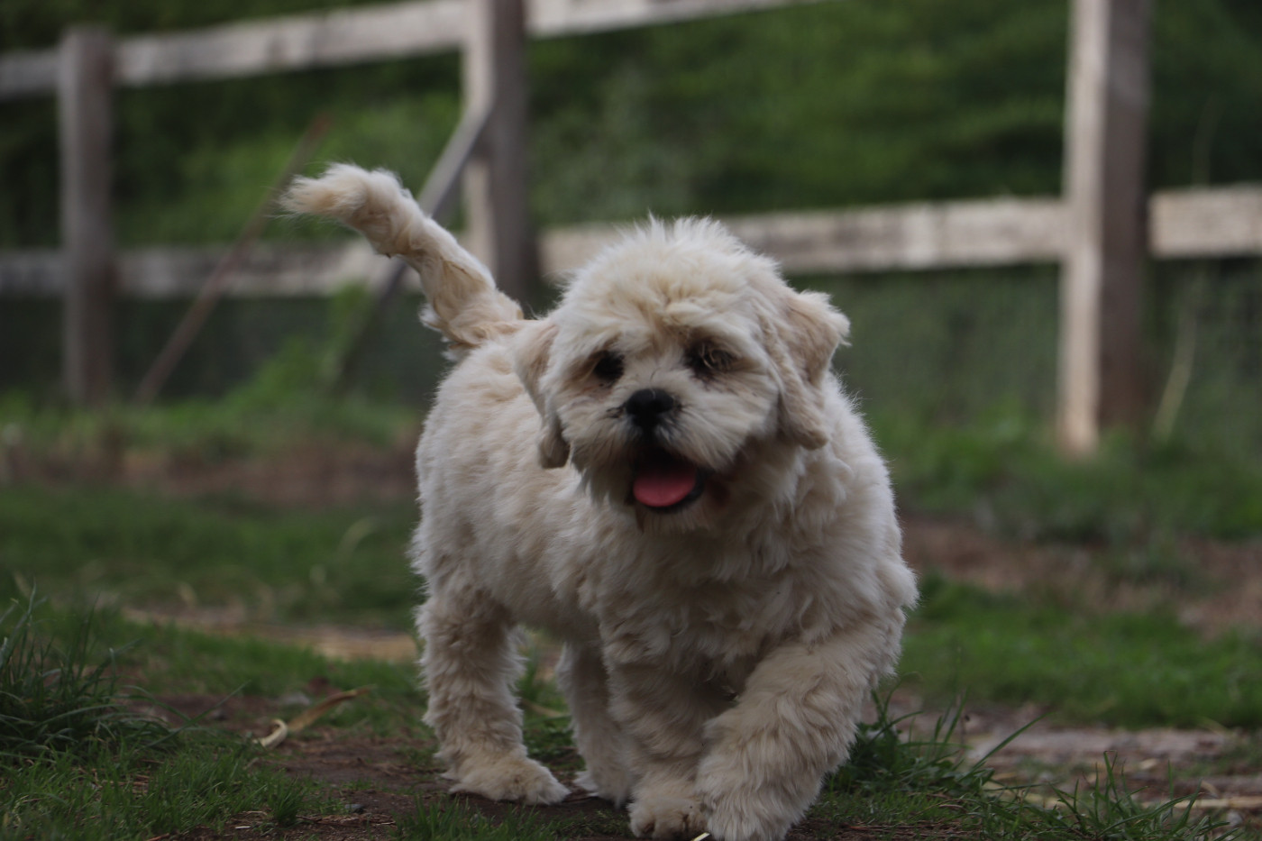 Der Lenn - Chiots disponibles - Lhassa Apso