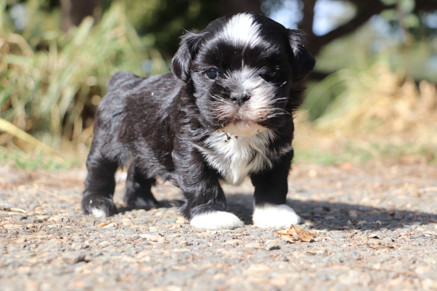 Der Lenn - Chiots disponibles - Lhassa Apso