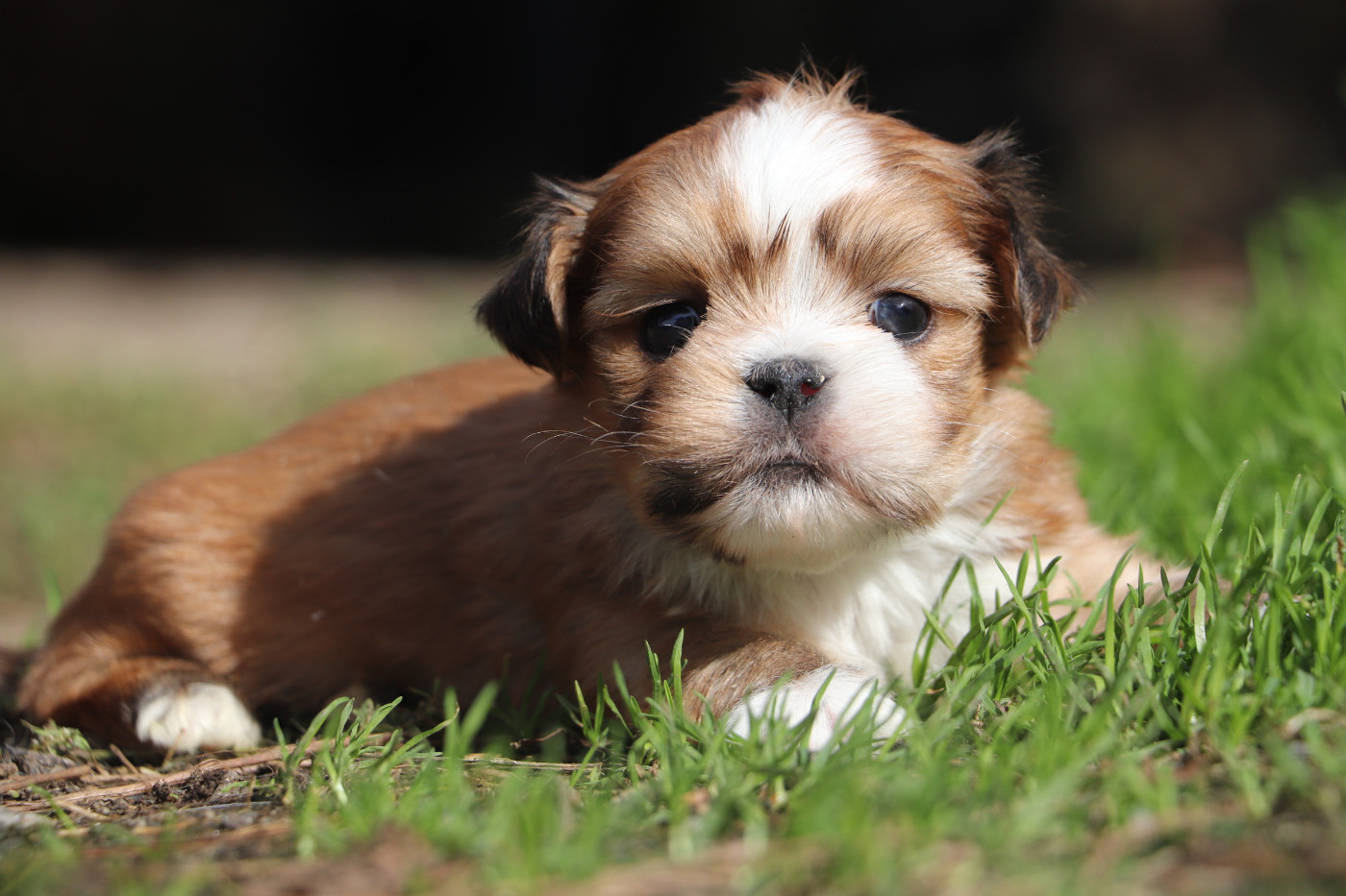 Der Lenn - Chiots disponibles - Lhassa Apso