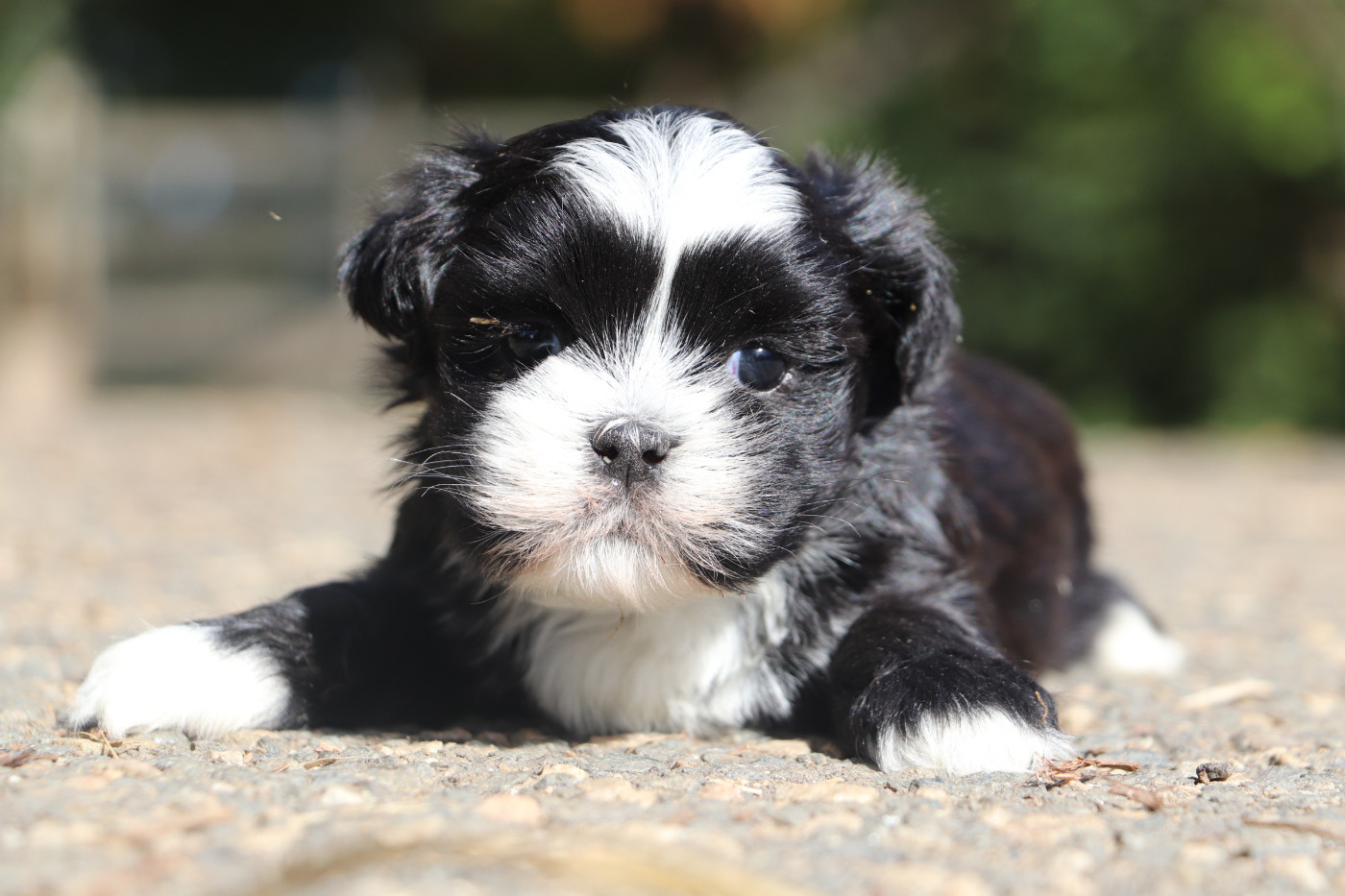 Der Lenn - Chiots disponibles - Lhassa Apso