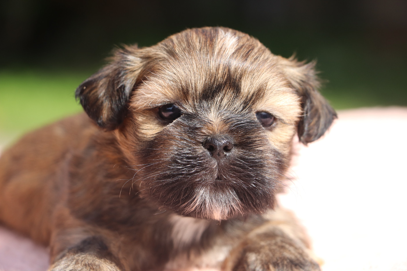 Der Lenn - Chiots disponibles - Lhassa Apso