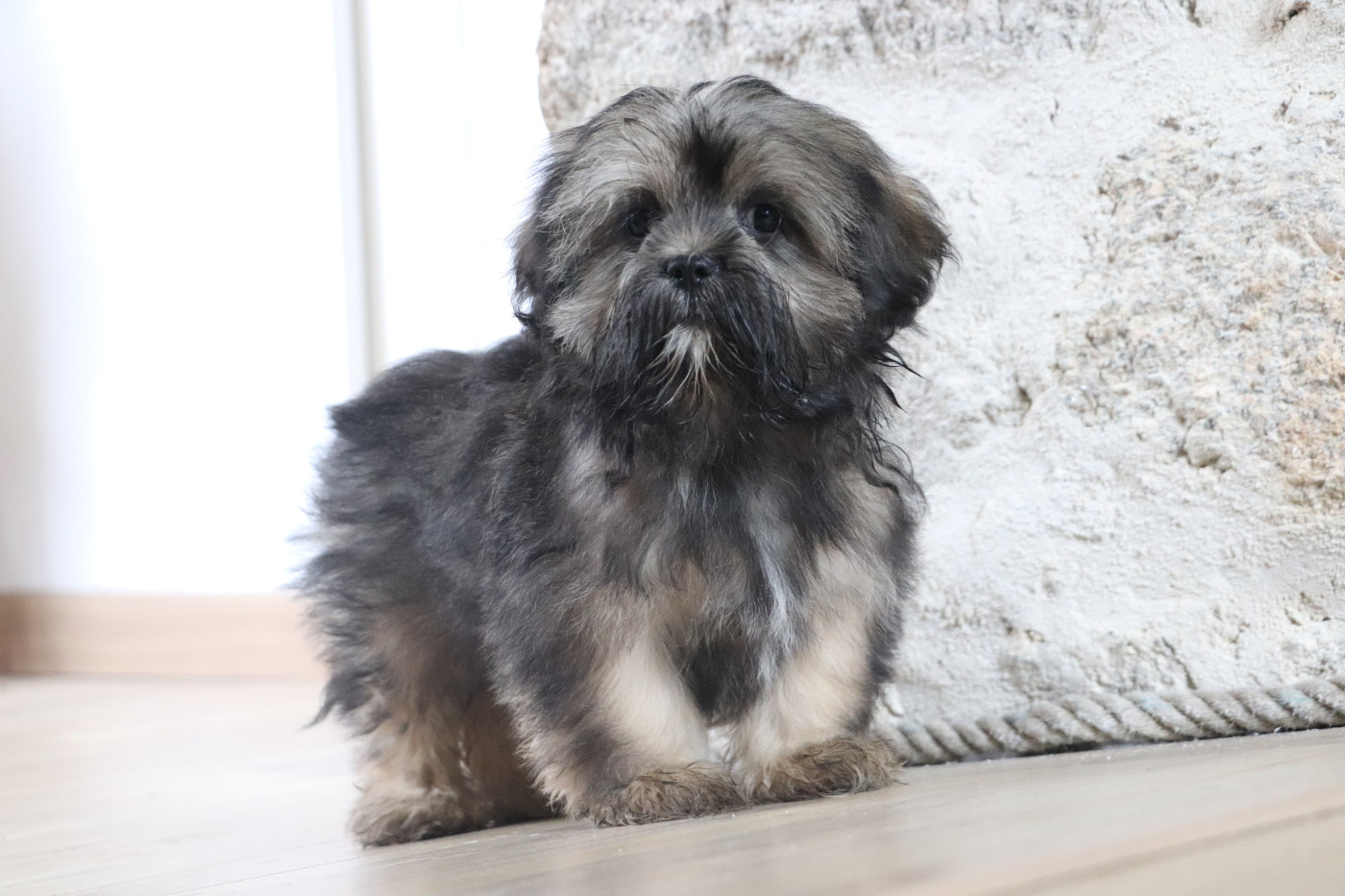 Der Lenn - Chiots disponibles - Lhassa Apso