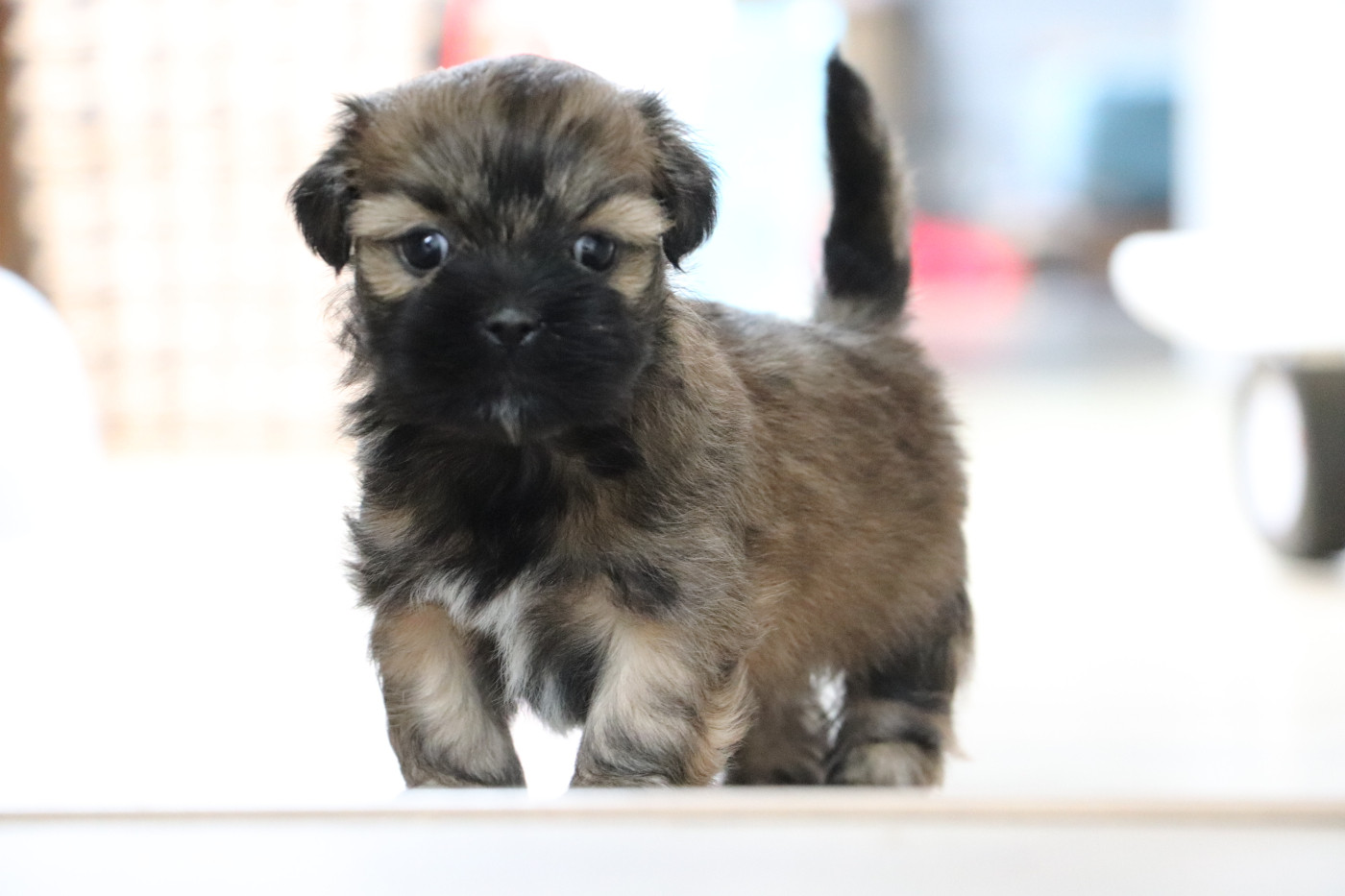 Der Lenn - Chiots disponibles - Lhassa Apso