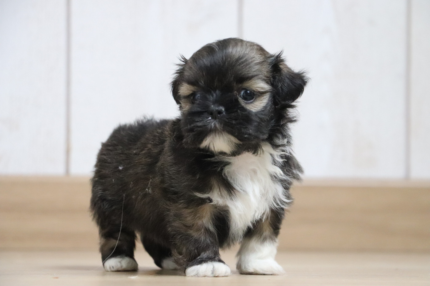Der Lenn - Chiots disponibles - Lhassa Apso