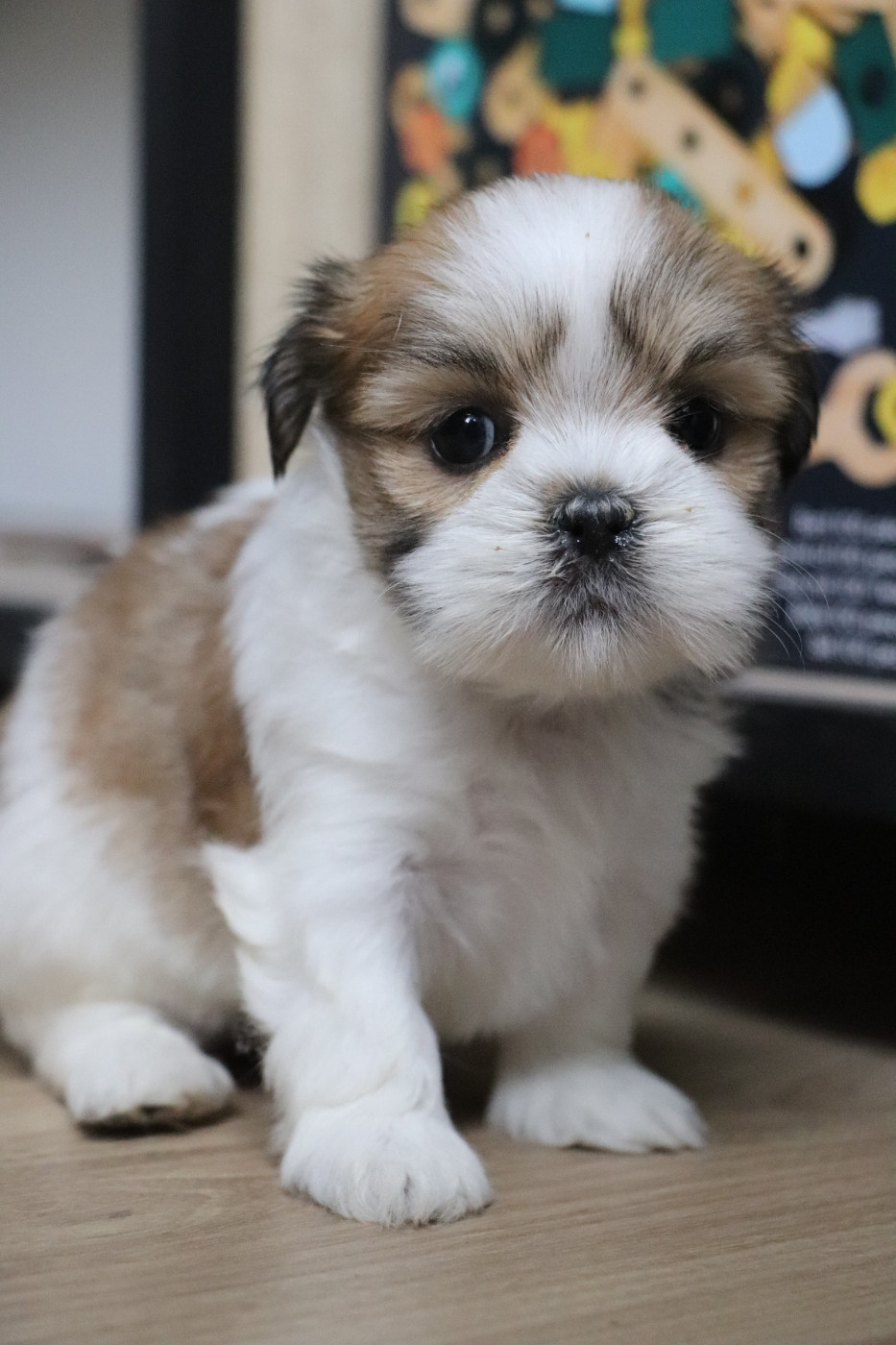 Der Lenn - Chiots disponibles - Lhassa Apso