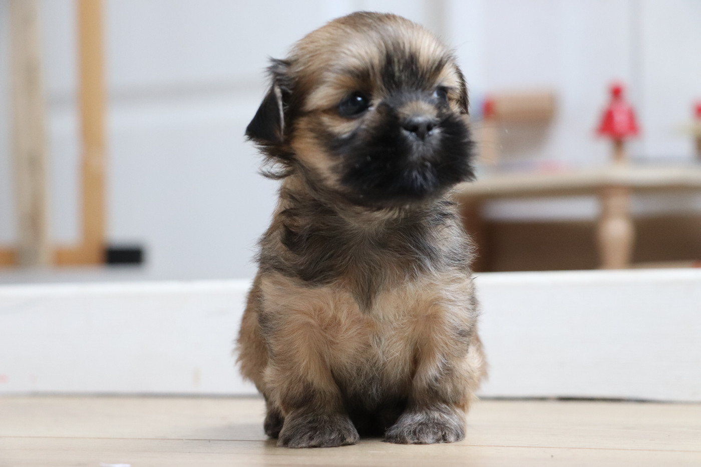 Der Lenn - Chiots disponibles - Lhassa Apso