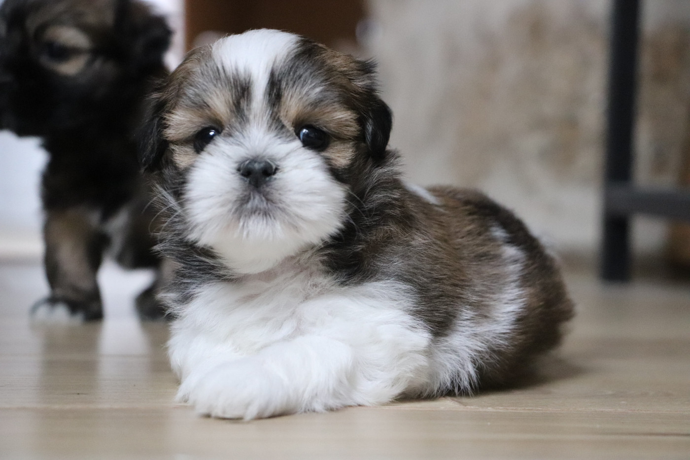 Der Lenn - Chiots disponibles - Lhassa Apso