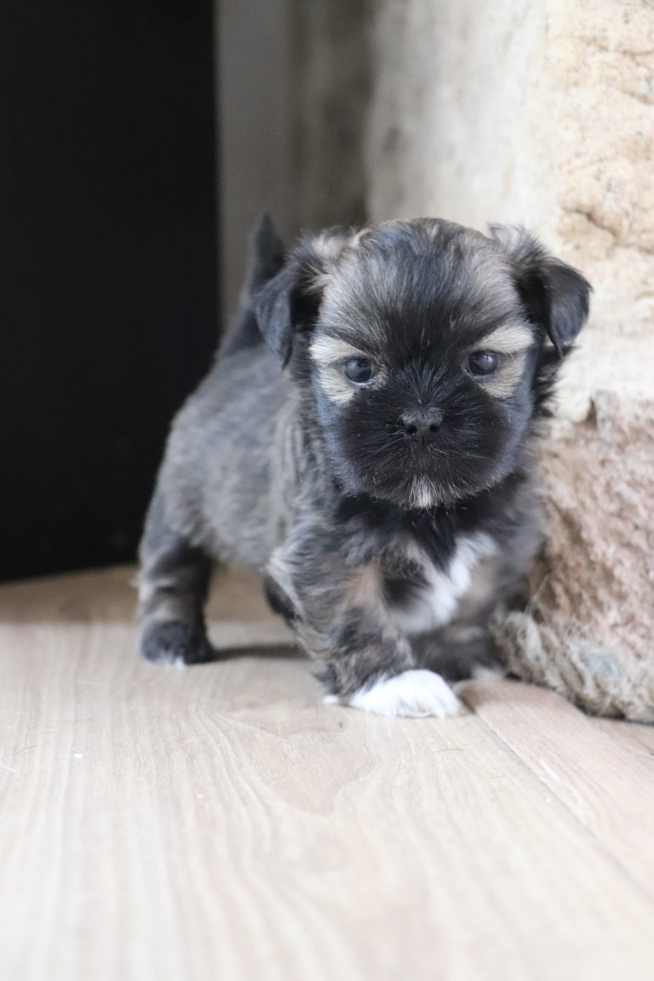 Der Lenn - Chiots disponibles - Lhassa Apso