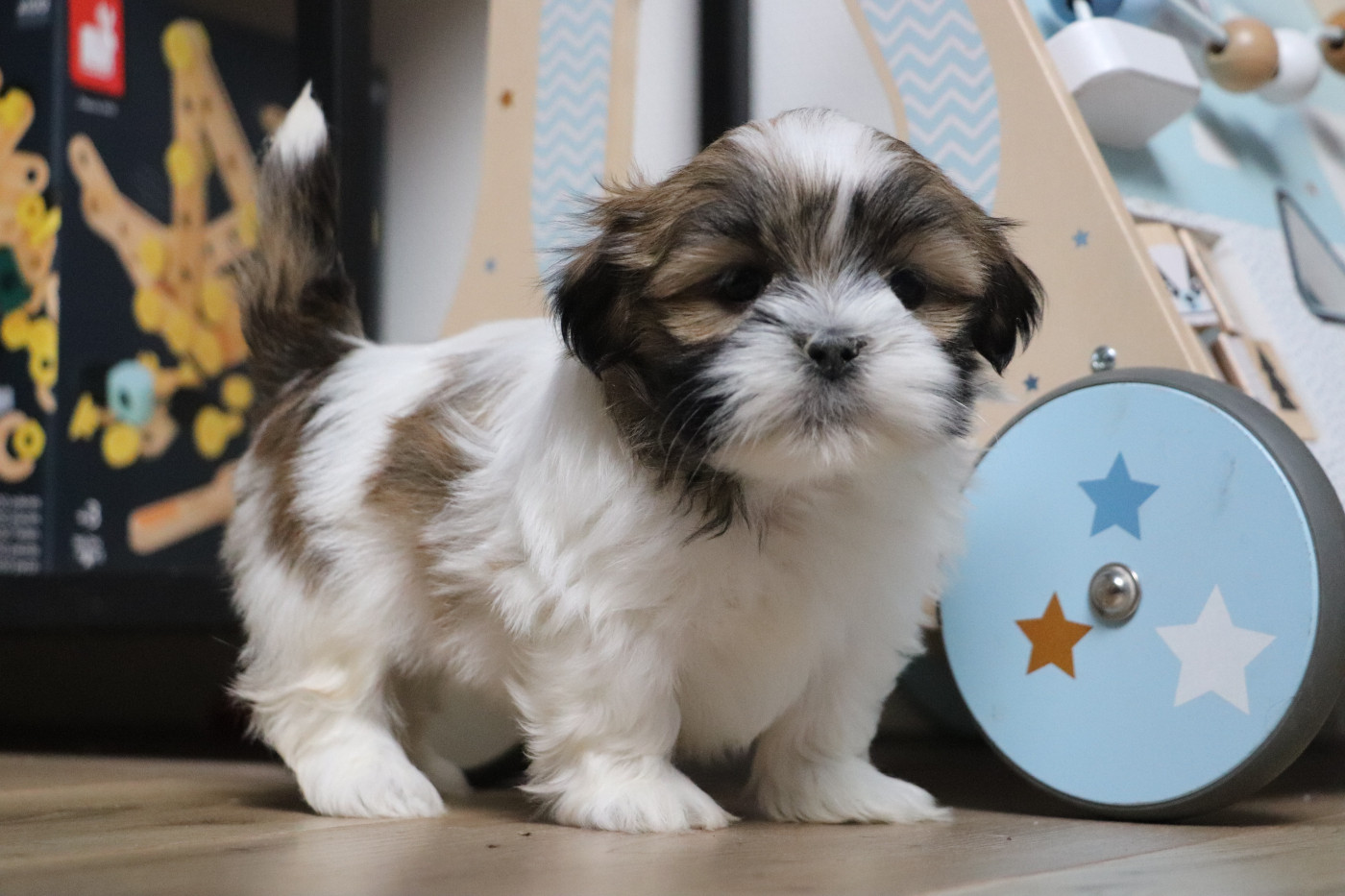 Der Lenn - Chiots disponibles - Lhassa Apso
