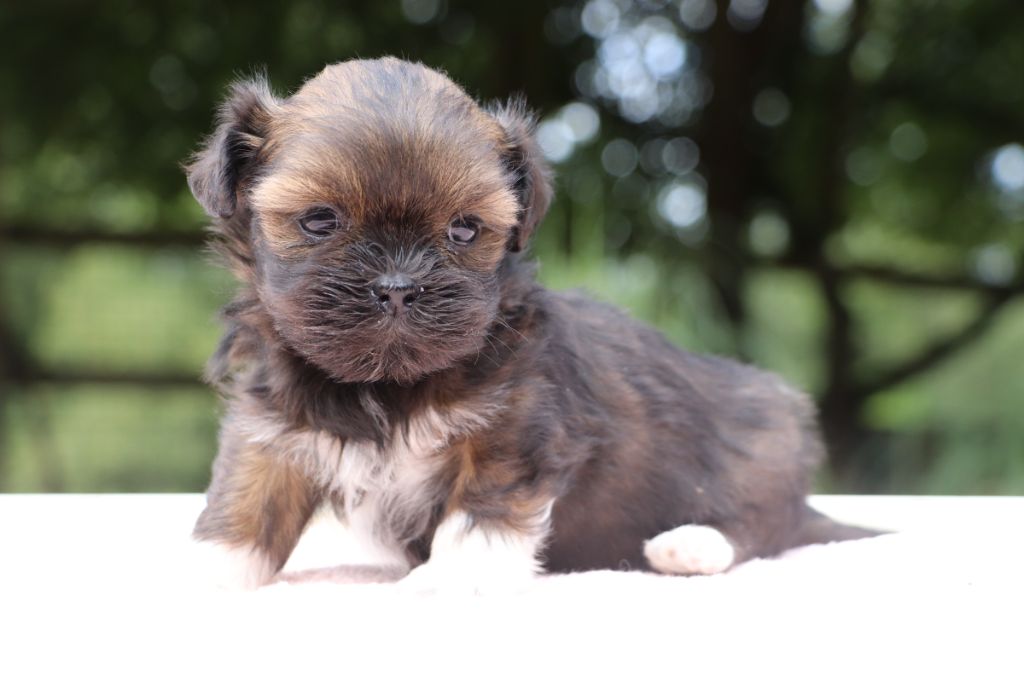 Der Lenn - Chiots disponibles - Lhassa Apso