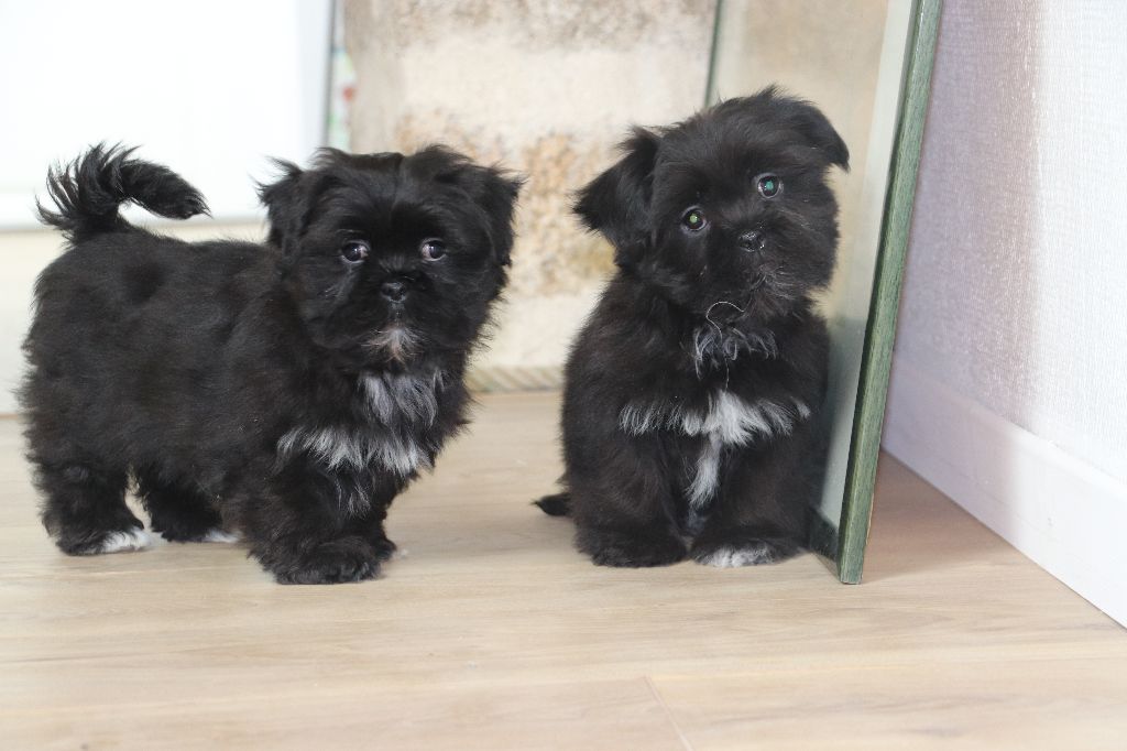 Chiot Lhassa Apso Der Lenn