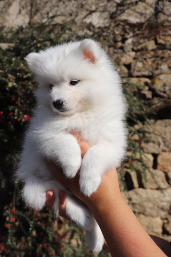 Der Lenn - Chiots disponibles - Spitz japonais