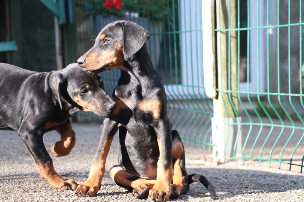Der Lenn - Chiots disponibles - Dobermann