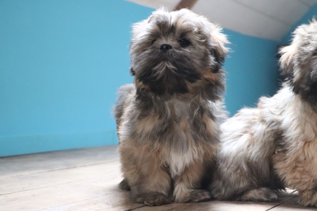 Der Lenn - Chiots disponibles - Lhassa Apso