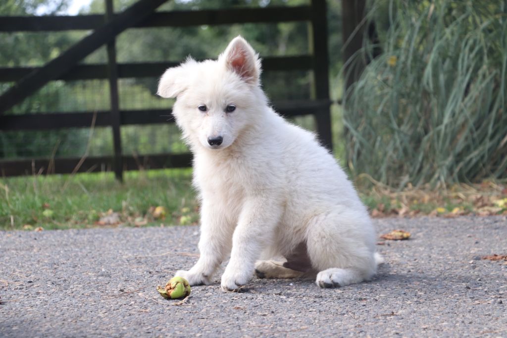 Der Lenn - Chiots disponibles - Berger Blanc Suisse