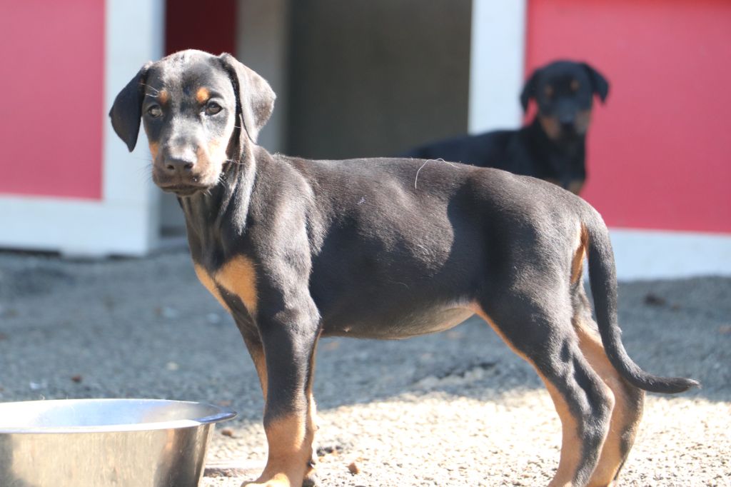 Der Lenn - Chiots disponibles - Dobermann