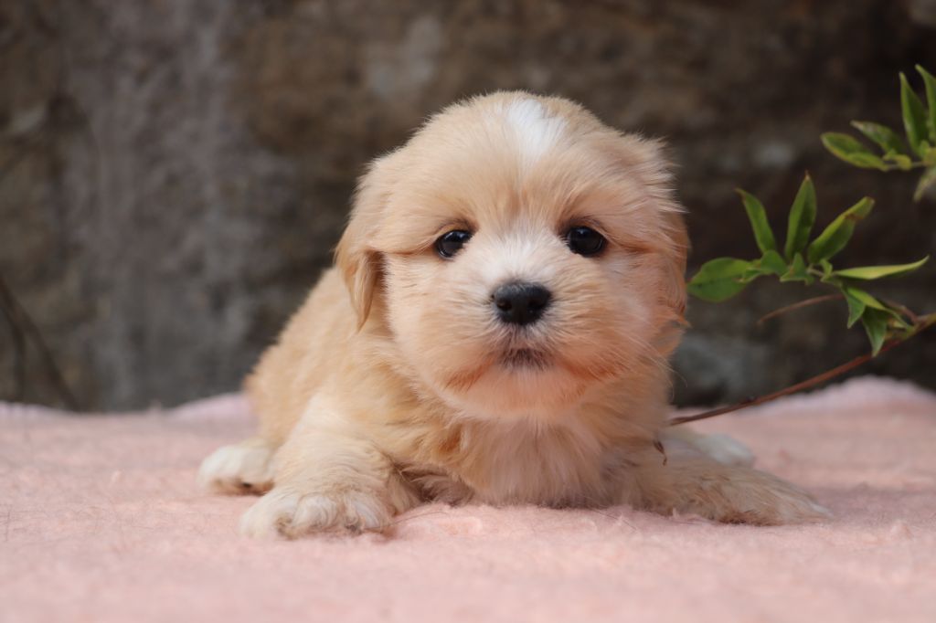 Der Lenn - Chiots disponibles - Lhassa Apso