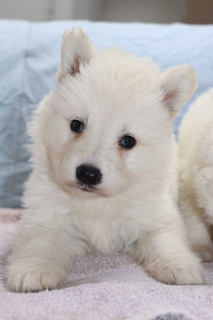 Der Lenn - Chiots disponibles - Berger Blanc Suisse
