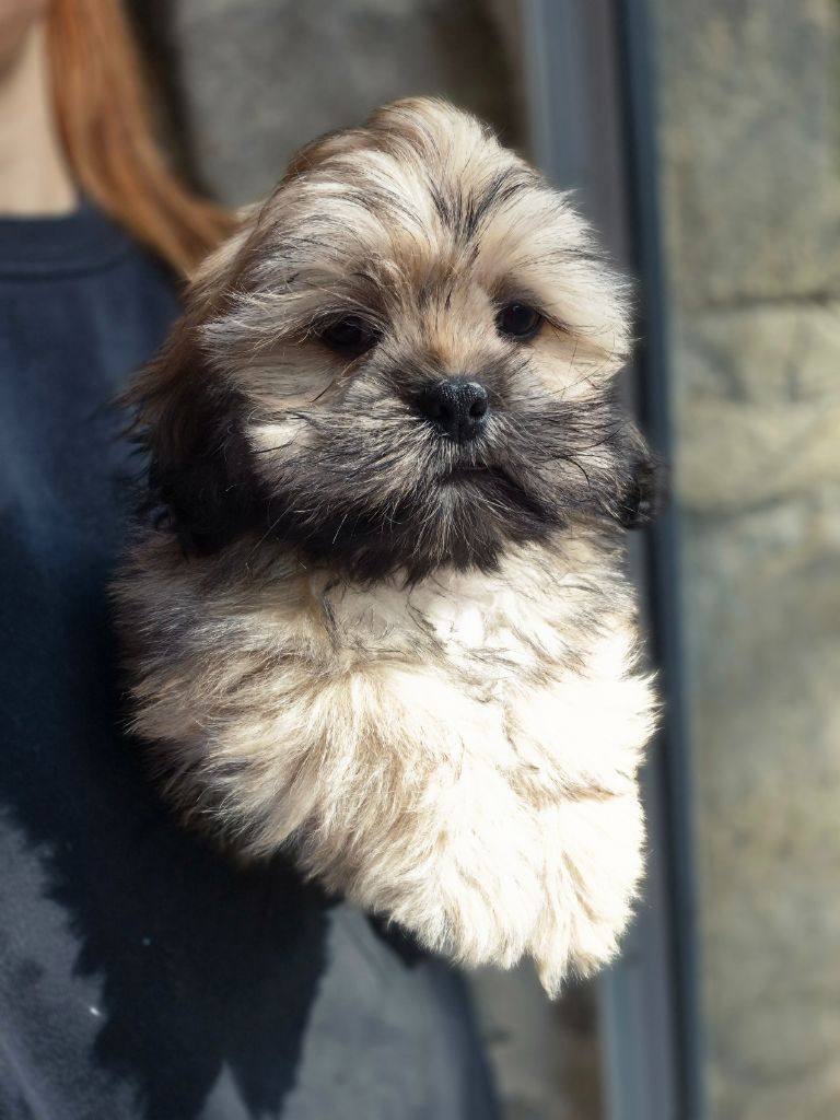 Der Lenn - Chiots disponibles - Lhassa Apso