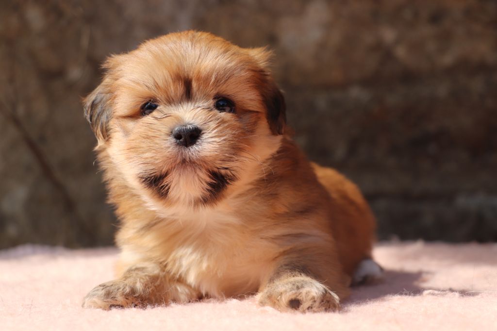 Der Lenn - Chiots disponibles - Lhassa Apso