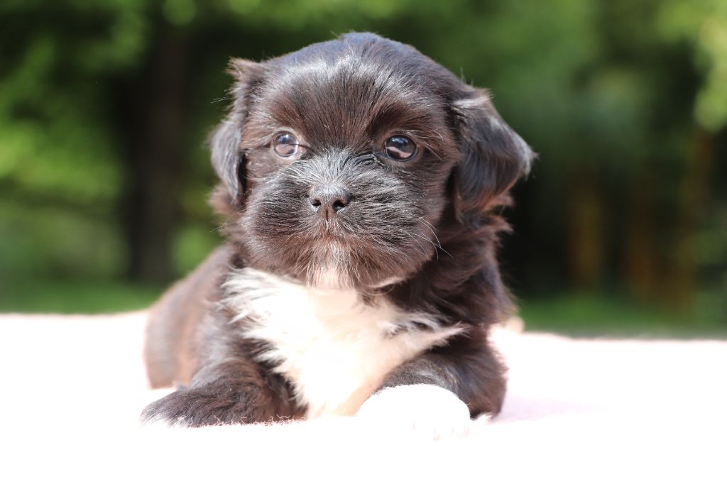 Der Lenn - Chiots disponibles - Lhassa Apso