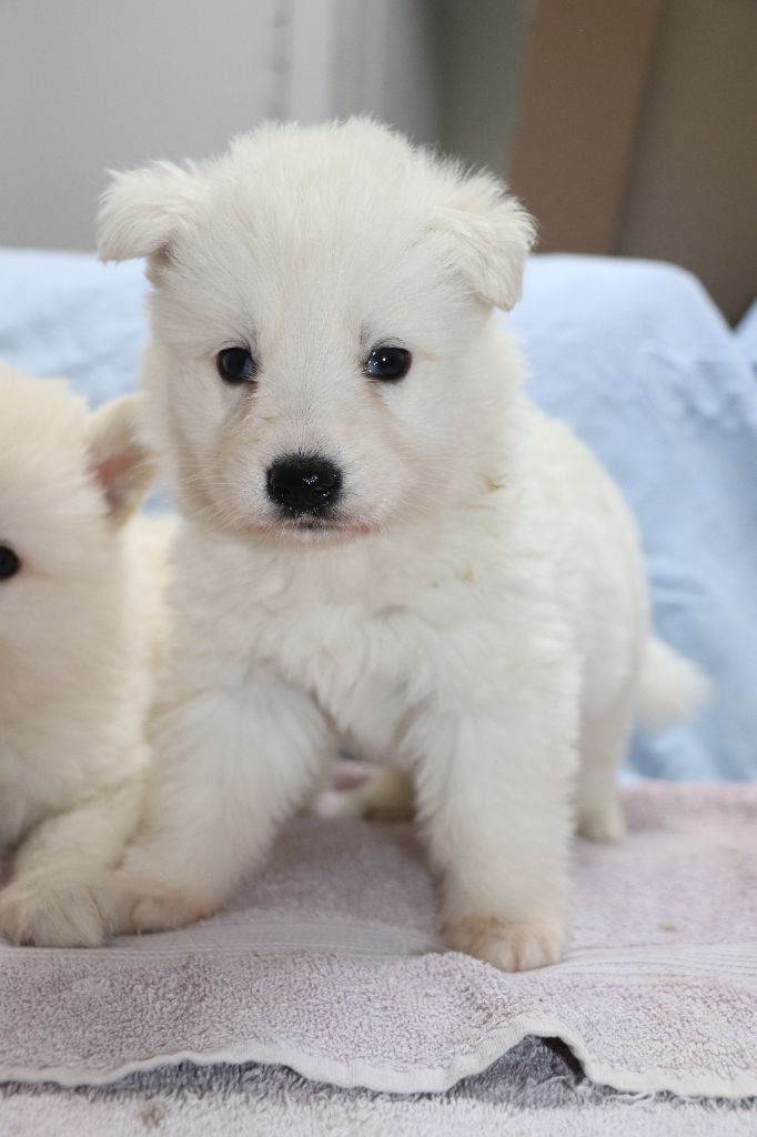 Der Lenn - Chiots disponibles - Berger Blanc Suisse