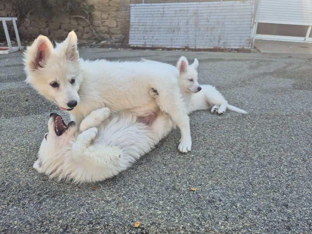 Der Lenn - Berger Blanc Suisse - Portée née le 03/05/2025
