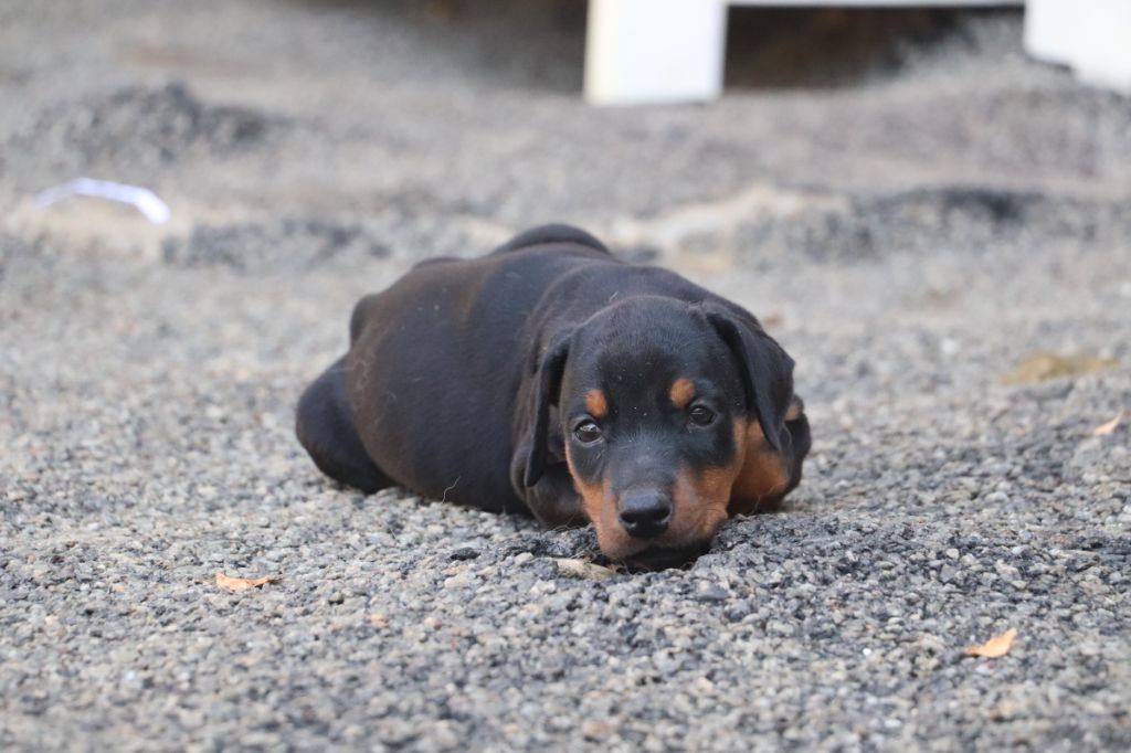 Der Lenn - Chiots disponibles - Dobermann