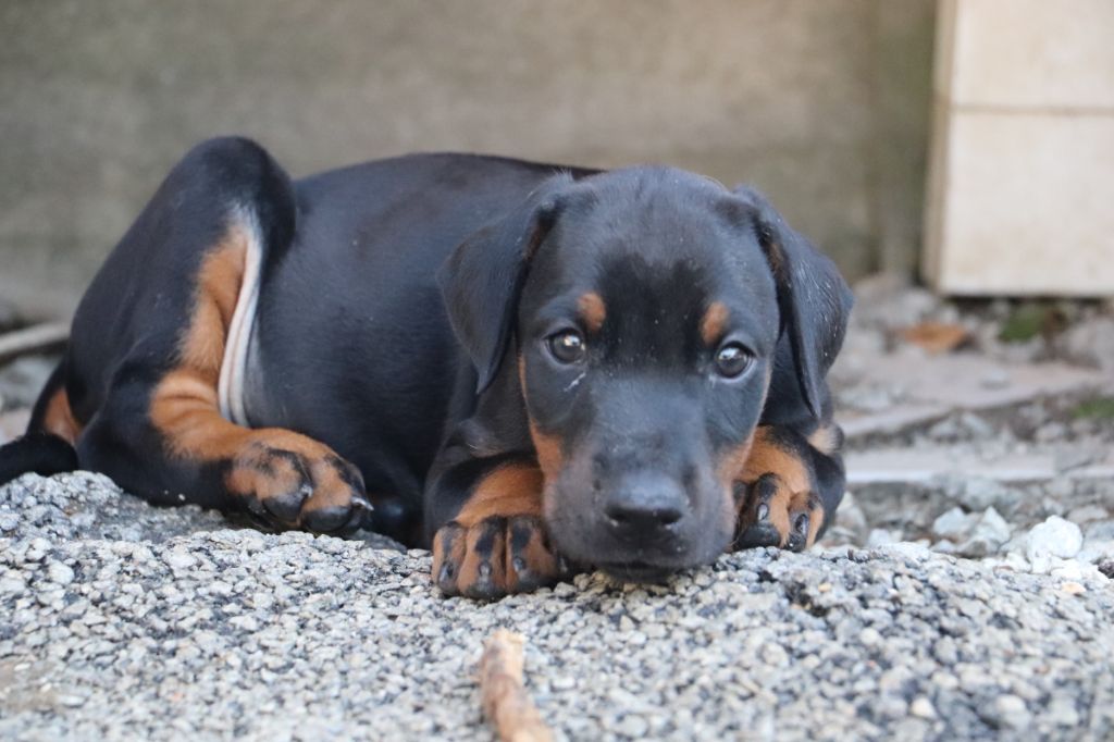 Der Lenn - Chiots disponibles - Dobermann