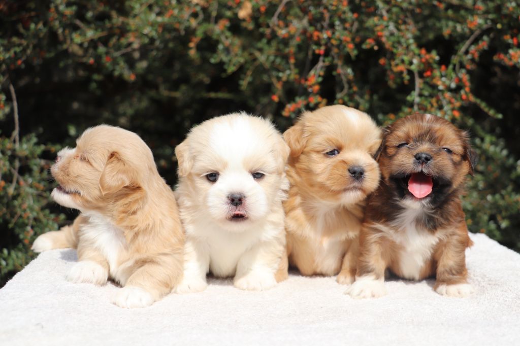 Chiot Lhassa Apso Der Lenn
