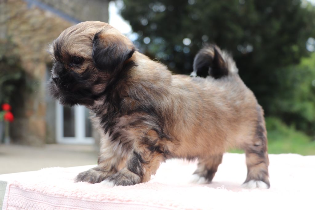 Der Lenn - Chiots disponibles - Lhassa Apso
