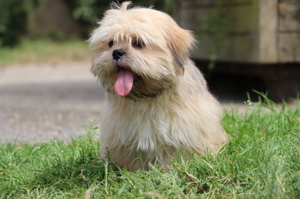 Der Lenn - Chiots disponibles - Lhassa Apso