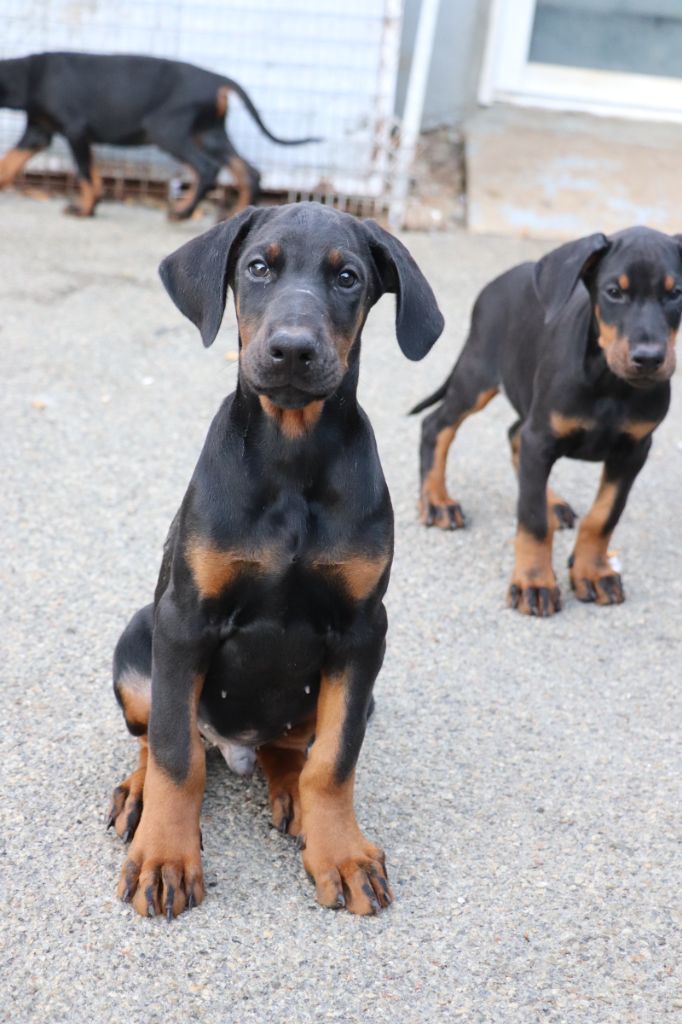 Der Lenn - Chiots disponibles - Dobermann