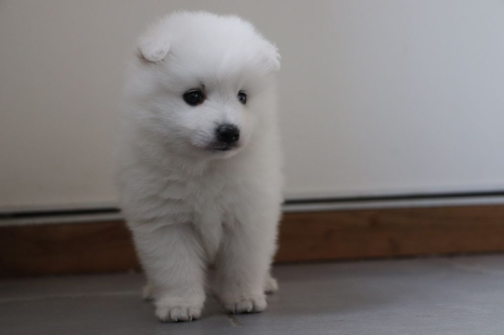 Der Lenn - Chiots disponibles - Spitz japonais