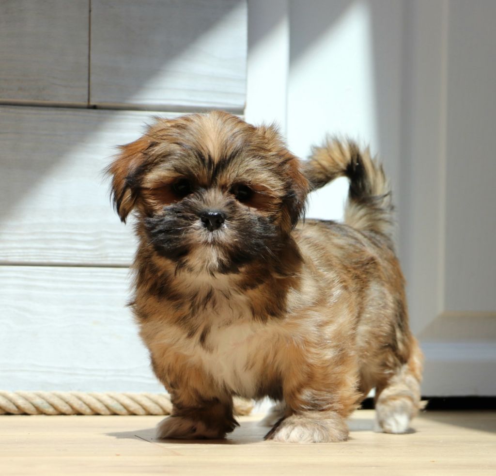 CHIOT 4