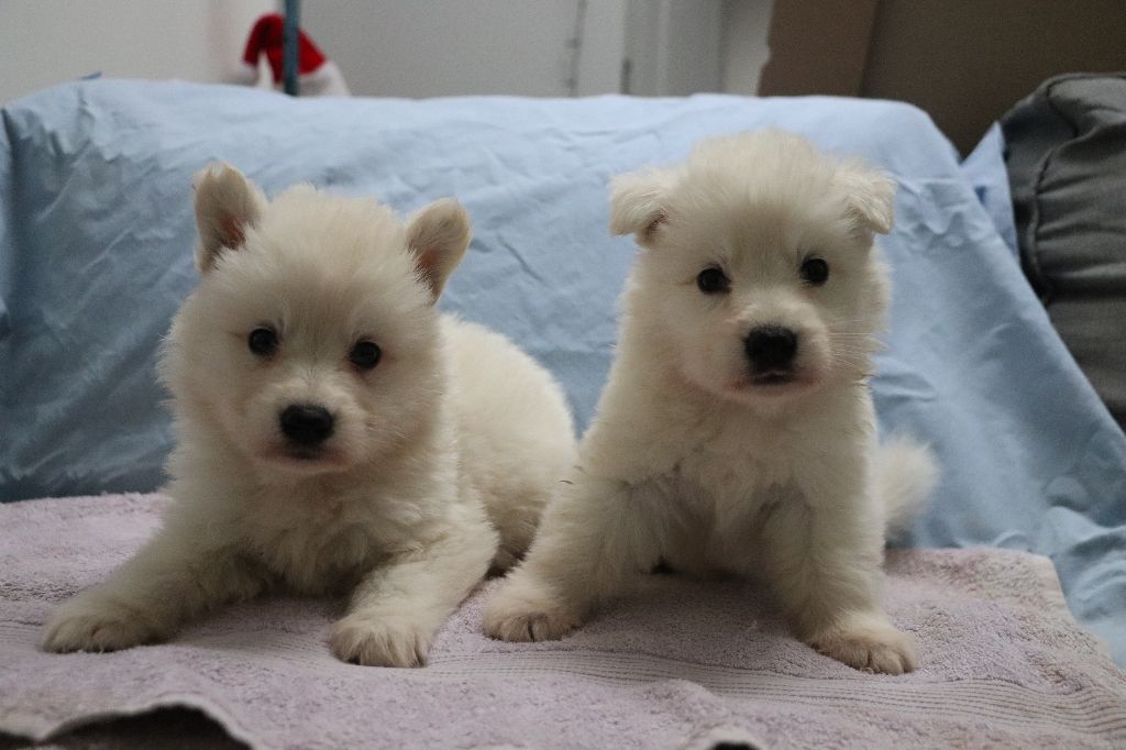 Der Lenn - Berger Blanc Suisse - Portée née le 03/05/2025