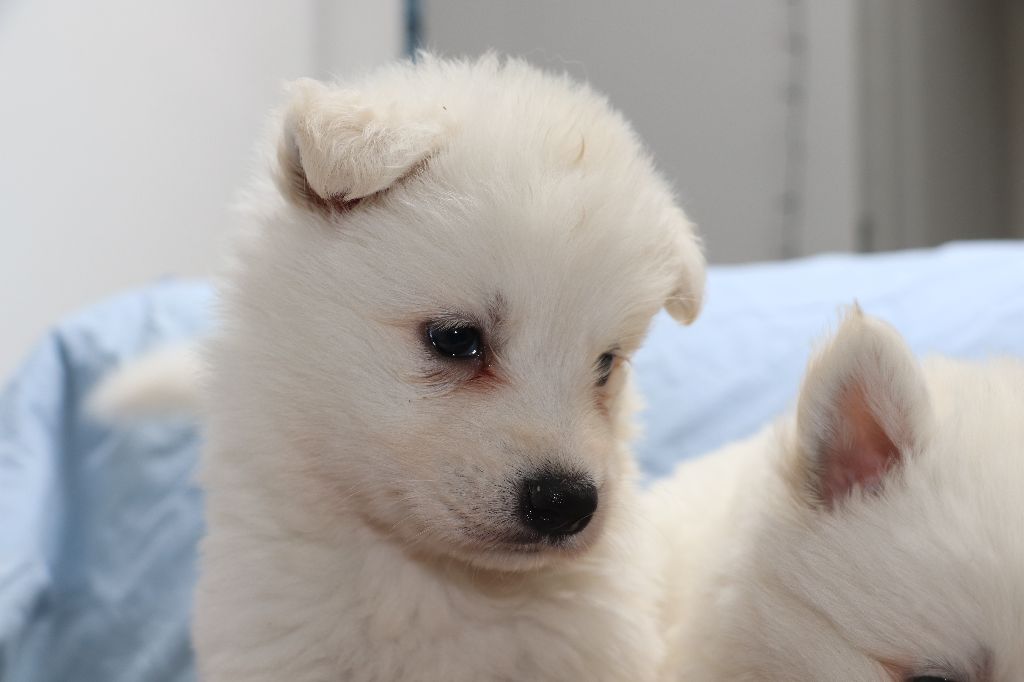 Der Lenn - Chiots disponibles - Berger Blanc Suisse