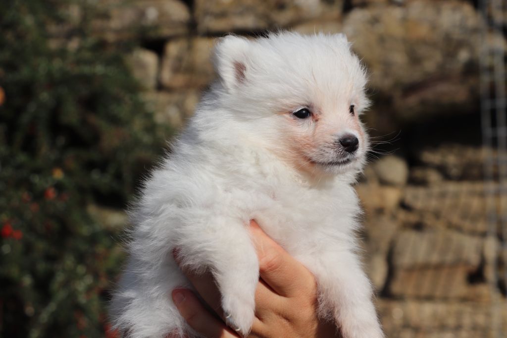 Der Lenn - Chiots disponibles - Spitz japonais