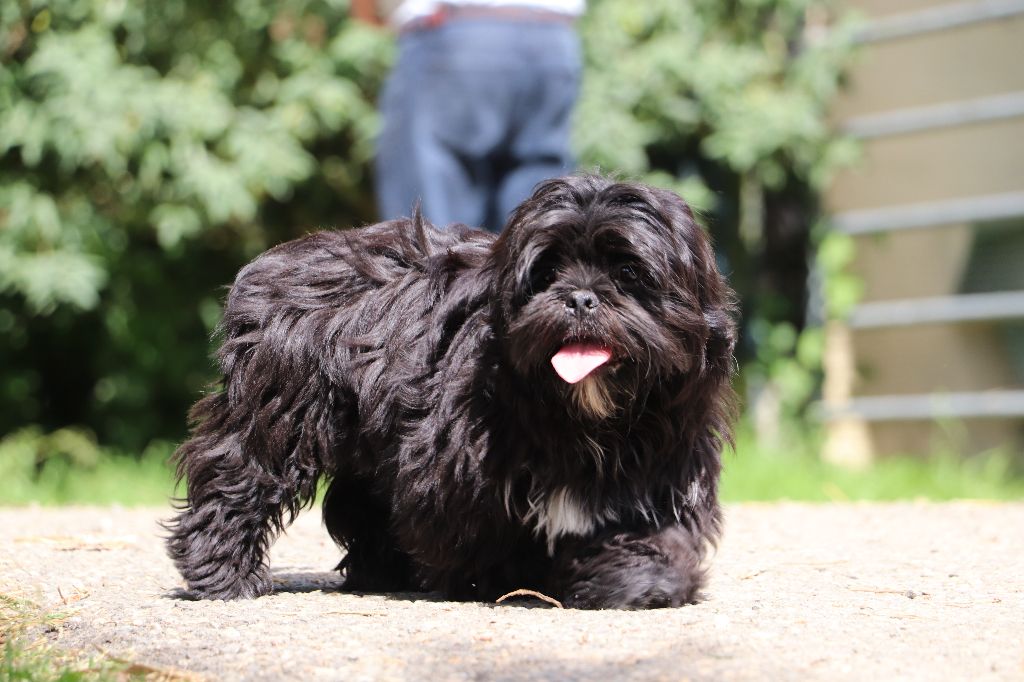 Der Lenn - Chiots disponibles - Lhassa Apso