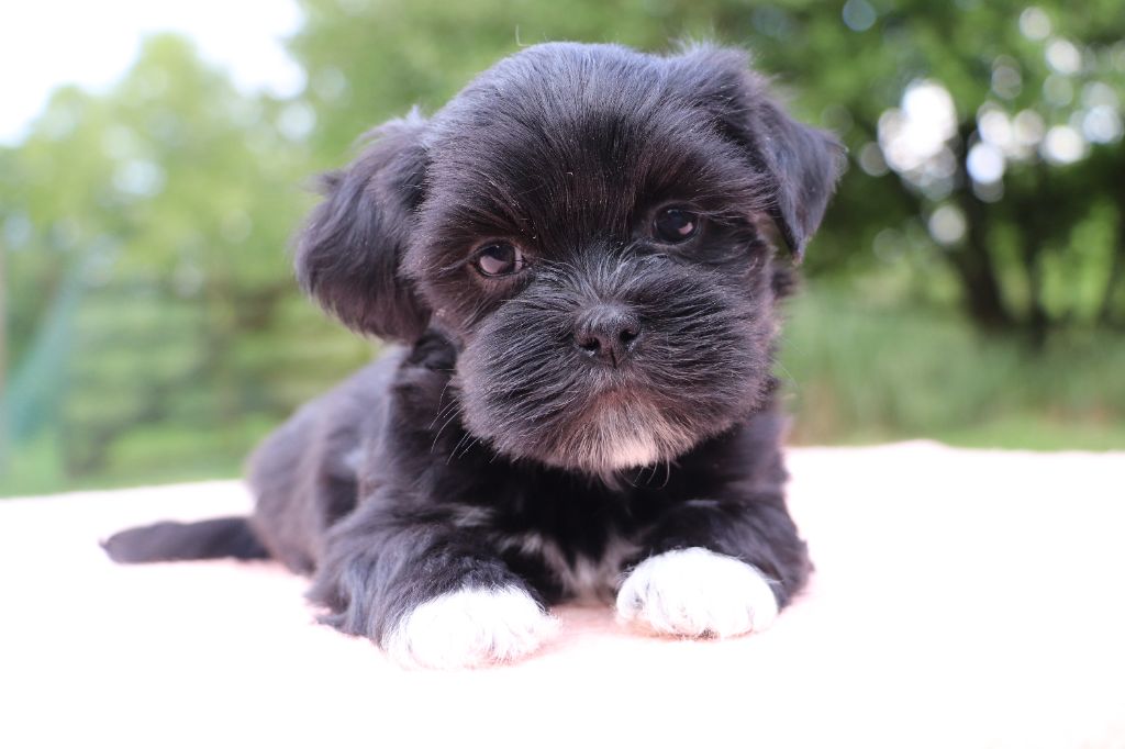 Der Lenn - Chiots disponibles - Lhassa Apso
