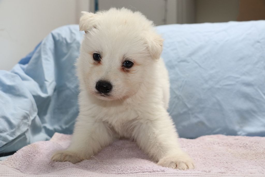 Der Lenn - Chiots disponibles - Berger Blanc Suisse