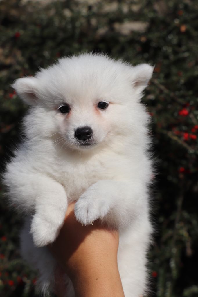 Der Lenn - Chiots disponibles - Spitz japonais