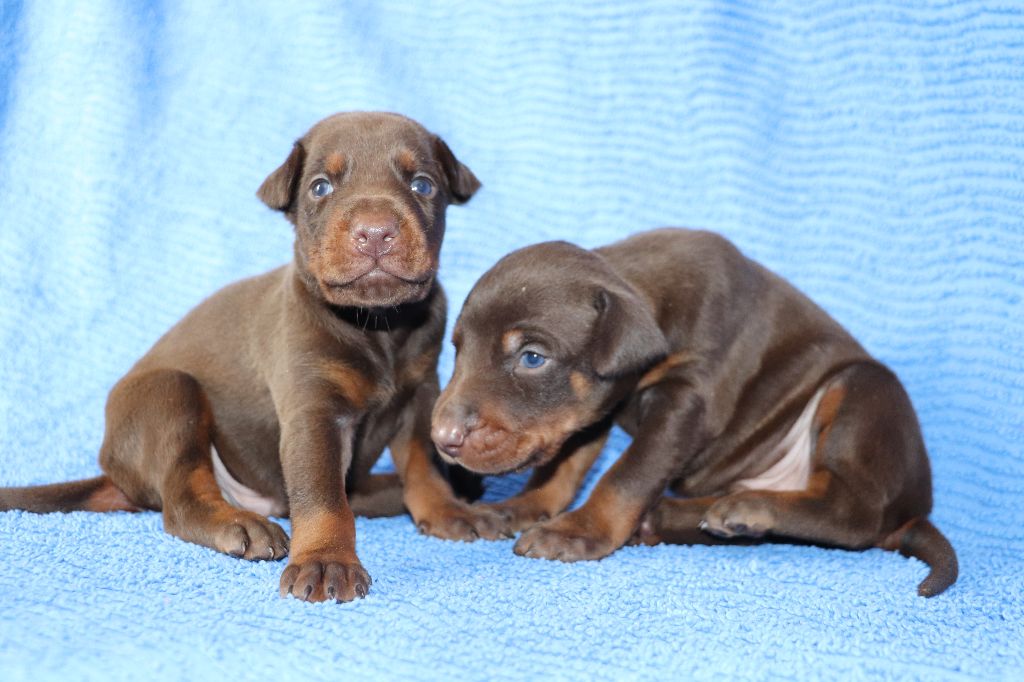 Chiot Dobermann Der Lenn