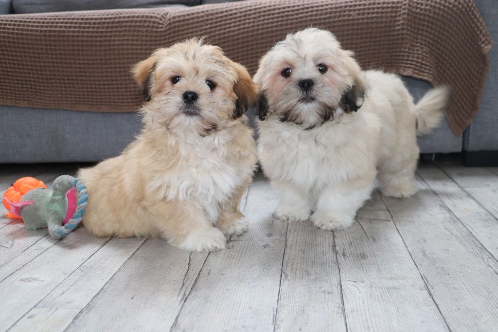 Chiot Lhassa Apso Der Lenn