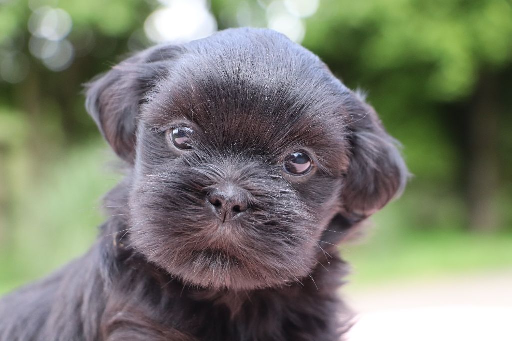 Der Lenn - Chiots disponibles - Lhassa Apso