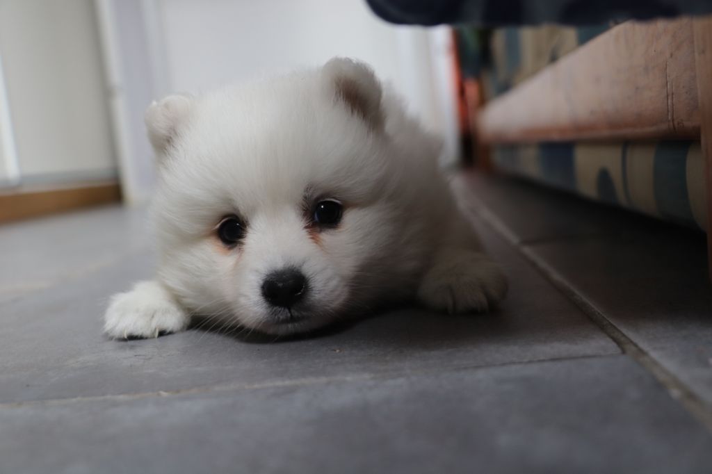 Der Lenn - Chiots disponibles - Spitz japonais