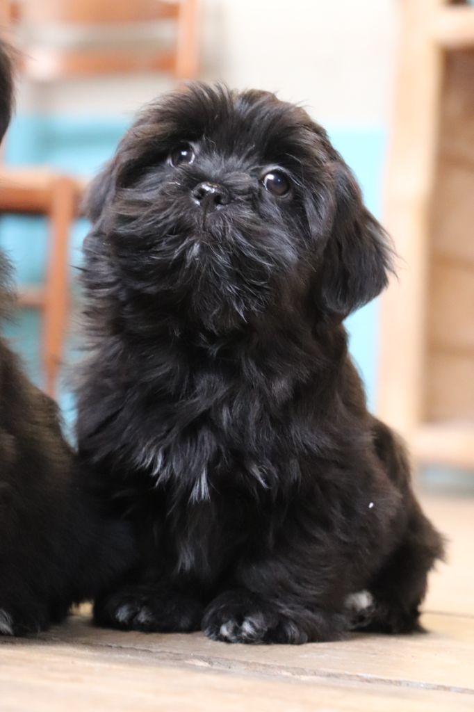 Der Lenn - Chiots disponibles - Lhassa Apso